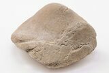 Fossil Mosasaur (Platecarpus) Cervical Peduncle - Kansas #197937-1